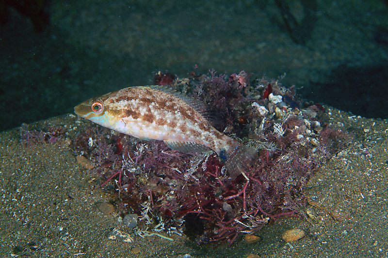 Symphodus cinereus (Bonnaterre, 1788)